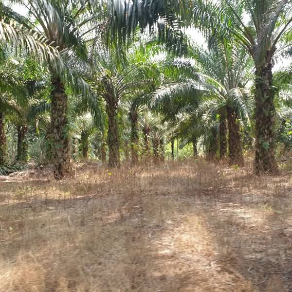 Agricultural Land for Sale in Ulu Tiram (Johor) - Ty Tan - Exterior - PropertyGuru.com.my