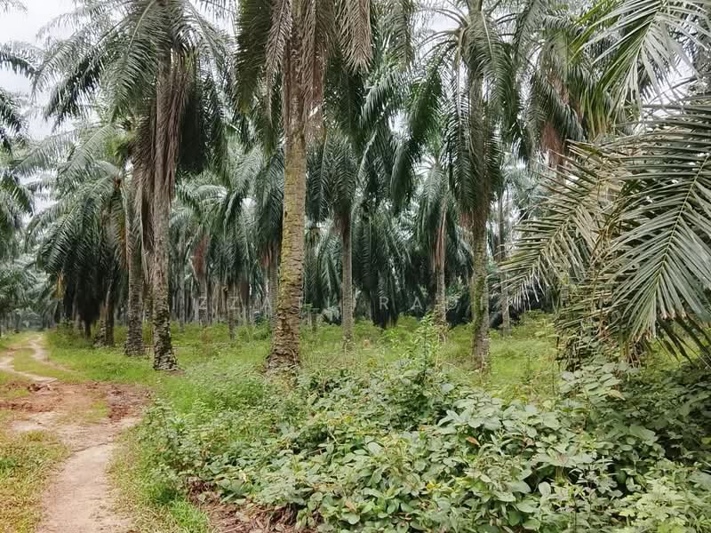 Agricultural Land for Sale in Kuala Selangor (Selangor) - Izzati Radin - PropertyGuru.com.my