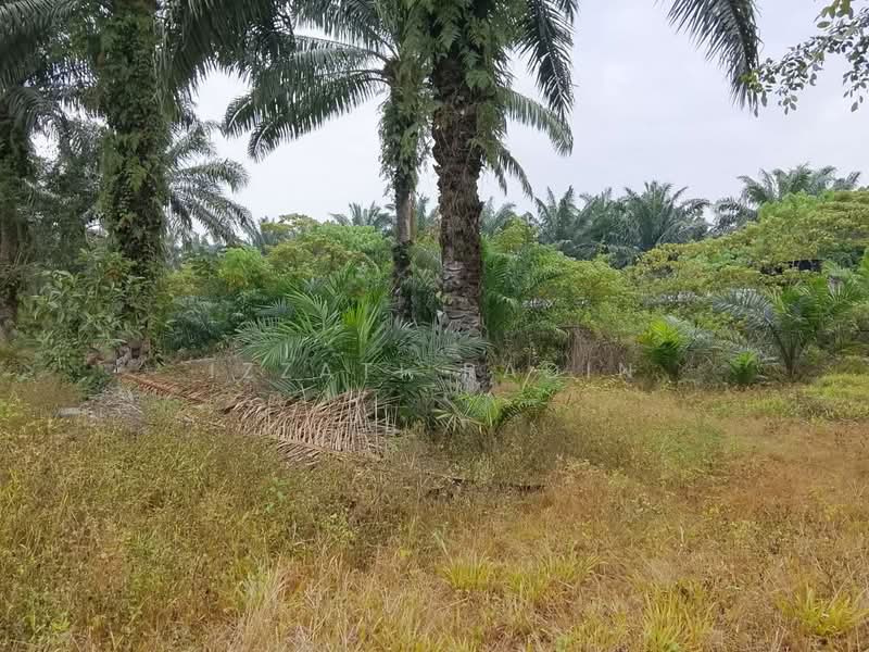 Agricultural Land for Sale in Kuala Selangor (Selangor) - Izzati Radin - PropertyGuru.com.my