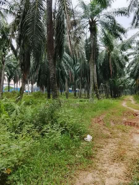 Agricultural Land for Sale in Kuala Selangor (Selangor) - Izzati Radin - PropertyGuru.com.my