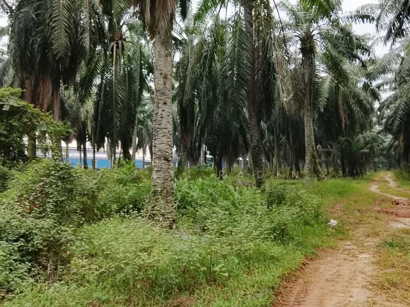 Agricultural Land for Sale in Kuala Selangor (Selangor) - Izzati Radin - PropertyGuru.com.my