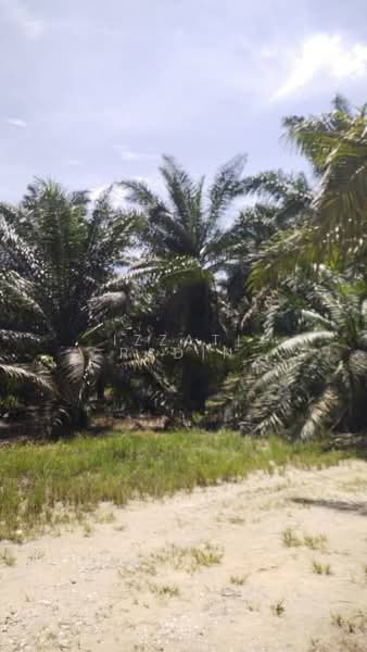 Agriculture land Ladang Sawit Trong Terong Taiping Perak untuk Untuk Dijual - RM 24,544,000, Feb 2026 - PropertyGuru.com.my