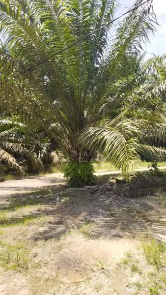 Agriculture land Ladang Sawit Trong Terong Taiping Perak untuk Untuk Dijual - RM 24,544,000, Feb 2026 - PropertyGuru.com.my