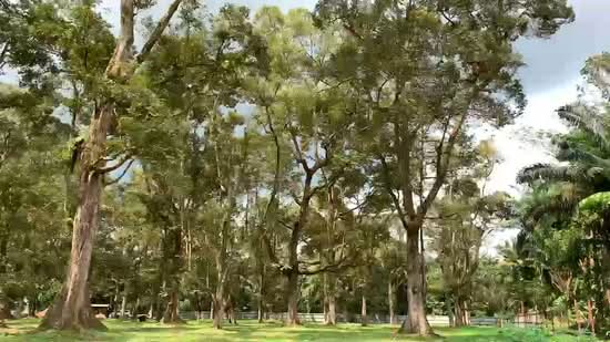 Agricultural Land for Sale in Pekan Nanas (Johor) - Samuel Pua - PropertyGuru.com.my