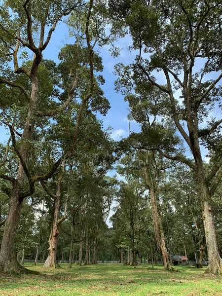 Agricultural Land for Sale in Pekan Nanas (Johor) - Samuel Pua - PropertyGuru.com.my