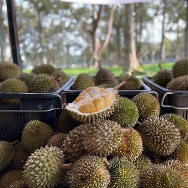 Agricultural Land for Sale in Pekan Nanas (Johor) - Samuel Pua - PropertyGuru.com.my