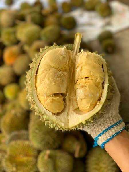 Agricultural Land for Sale in Pekan Nanas (Johor) - Samuel Pua - PropertyGuru.com.my