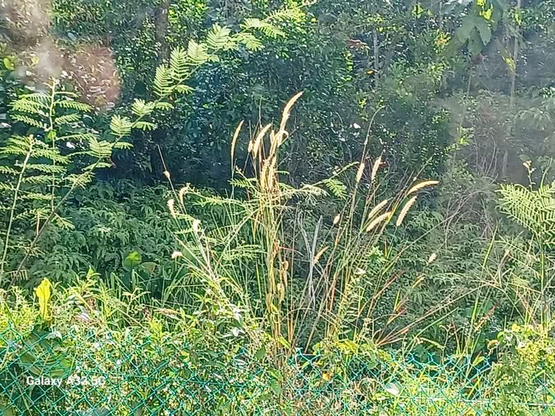 Tanah Perindustrian untuk Dijual di Jenjarom (Selangor) - Y.L. Yong - PropertyGuru.com.my