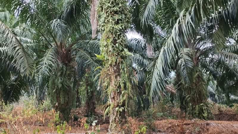 Agricultural Land for Sale in Rembau (Negeri Sembilan) - David Cheok - PropertyGuru.com.my