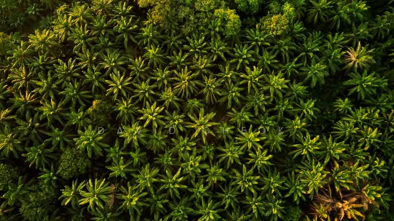 Agricultural Land for Sale in Rembau (Negeri Sembilan) - David Cheok - PropertyGuru.com.my