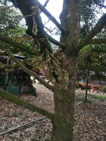 Sedenak untuk Untuk Dijual - RM 2,180,000, Mac 2026 - Exterior - PropertyGuru.com.my