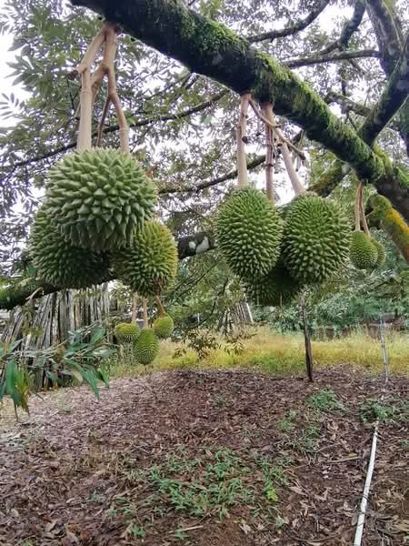 Sedenak 5 Acres Land untuk Untuk Dijual - RM 2,180,000, Mac 2026 - PropertyGuru.com.my