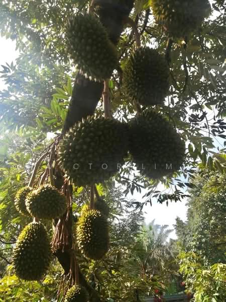 Sedenak 5 Acres Land untuk Untuk Dijual - RM 2,180,000, Mac 2026 - PropertyGuru.com.my