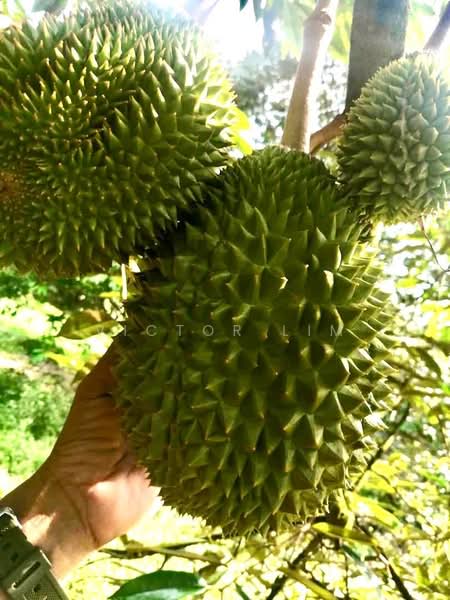 Sedenak 5 Acres Land untuk Untuk Dijual - RM 2,180,000, Mac 2026 - PropertyGuru.com.my