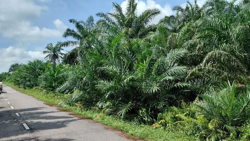 Agricultural Land for Sale in Kampung Seri Cheeding (Tanjong Duabelas) - Shahidan Ismail - PropertyGuru.com.my