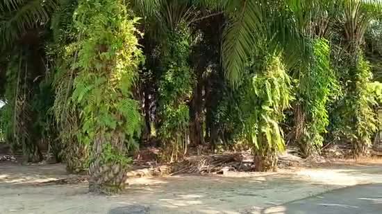 Agricultural Land for Sale in Labu (Negeri Sembilan) - Muhammed Nazri bin Mustapha - PropertyGuru.com.my