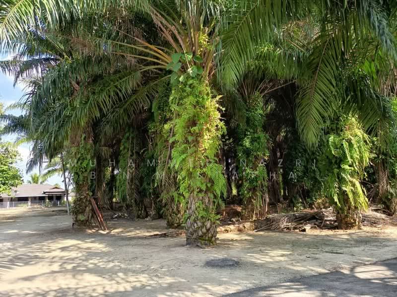 Agricultural Land for Sale in Labu (Negeri Sembilan) - Muhammed Nazri bin Mustapha - Exterior - PropertyGuru.com.my