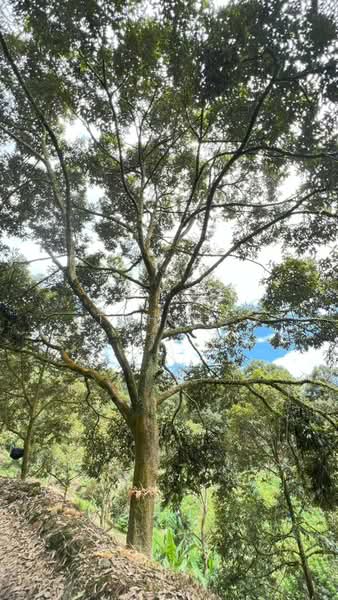 Agricultural Land for Sale in Raub (Pahang) - Toh HC - PropertyGuru.com.my