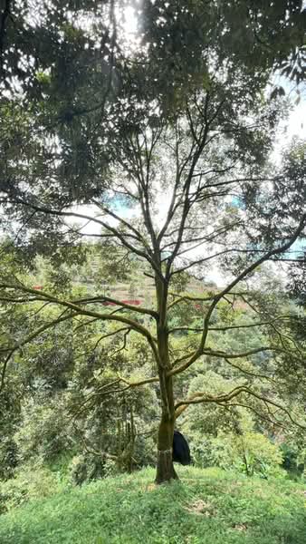 Agricultural Land for Sale in Raub (Pahang) - Toh HC - PropertyGuru.com.my