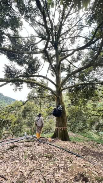 Agricultural Land for Sale in Raub (Pahang) - Toh HC - PropertyGuru.com.my