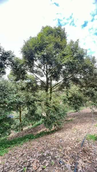 Agricultural Land for Sale in Raub (Pahang) - Toh HC - PropertyGuru.com.my