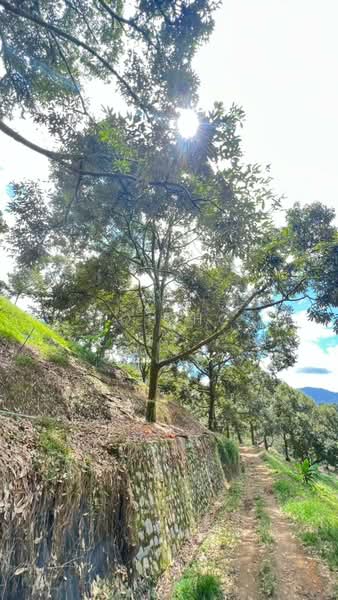 Agricultural Land for Sale in Raub (Pahang) - Toh HC - PropertyGuru.com.my