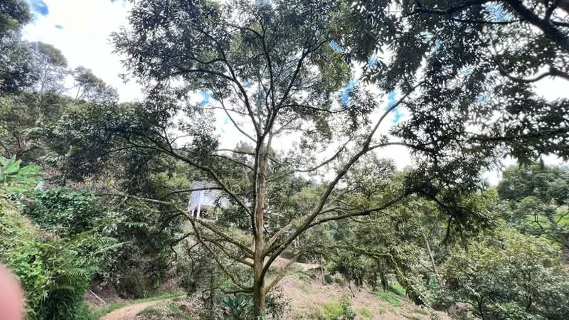 Agricultural Land for Sale in Raub (Pahang) - Toh HC - PropertyGuru.com.my