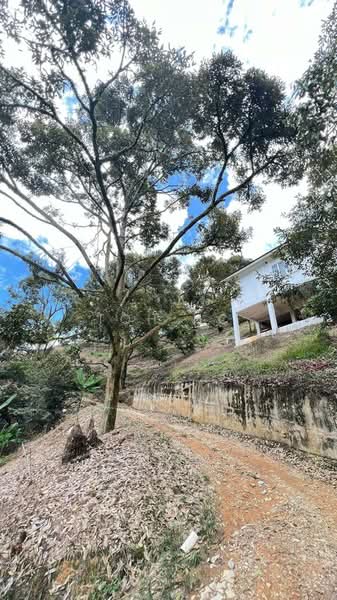 Agricultural Land for Sale in Raub (Pahang) - Toh HC - right side is white house - PropertyGuru.com.my