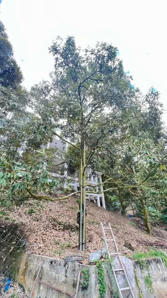 Agricultural Land for Sale in Raub (Pahang) - Toh HC - white house - PropertyGuru.com.my