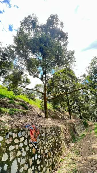 Agricultural Land for Sale in Raub (Pahang) - Toh HC - PropertyGuru.com.my