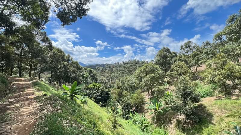 Agricultural Land for Sale in Raub (Pahang) - Toh HC - PropertyGuru.com.my