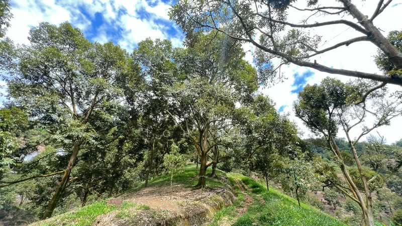 Agricultural Land for Sale in Raub (Pahang) - Toh HC - PropertyGuru.com.my