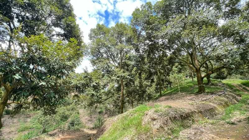 Agricultural Land for Sale in Raub (Pahang) - Toh HC - PropertyGuru.com.my