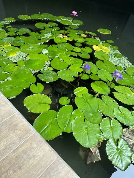 Service Residence for Sale at Neu Suites - Hooi Kuan Tan - Garden - PropertyGuru.com.my