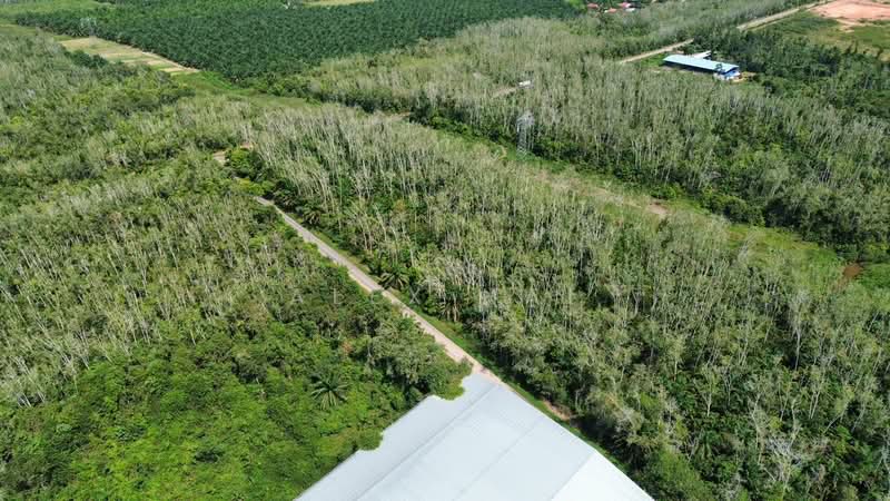 Agricultural Land for Sale in Jitra (Kedah) - Alex Nai - Exterior - PropertyGuru.com.my