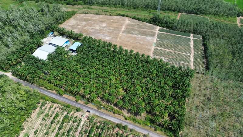 Agricultural Land for Sale in Jitra (Kedah) - Alex Nai - Exterior - PropertyGuru.com.my