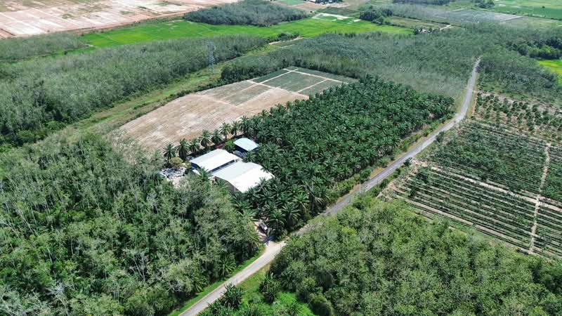Agricultural Land for Sale in Jitra (Kedah) - Alex Nai - Exterior - PropertyGuru.com.my