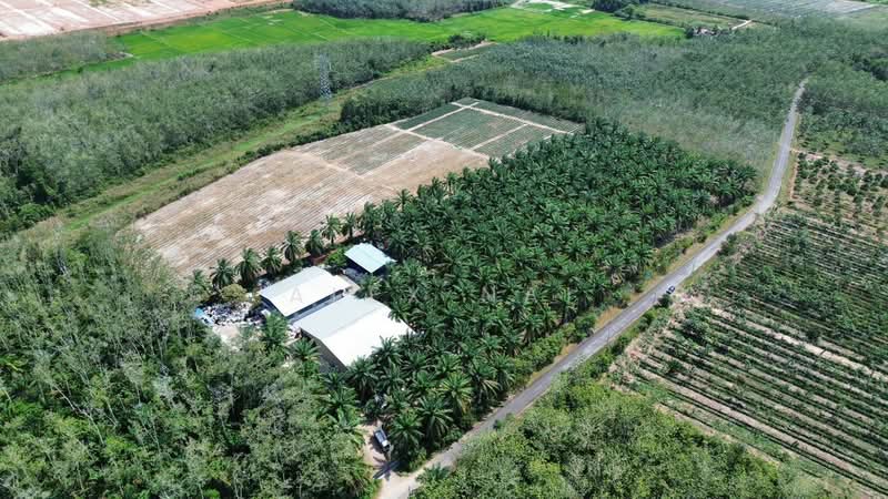 Agricultural Land for Sale in Jitra (Kedah) - Alex Nai - Exterior - PropertyGuru.com.my