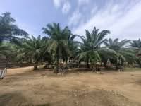 For Sale - Kota Marudu | Ready Palm Oil Plantation | Good Production | Agriculture Land