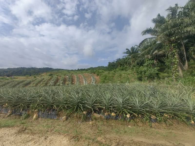 Agricultural Land for Sale in Kota Marudu (Sabah) - Celine Teah - PropertyGuru.com.my
