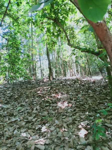 Residential Land for Sale in Sungai Merab (Dengkil) - Aswad . - Exterior - PropertyGuru.com.my