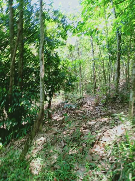 Residential Land for Sale in Sungai Merab (Dengkil) - Aswad . - Exterior - PropertyGuru.com.my