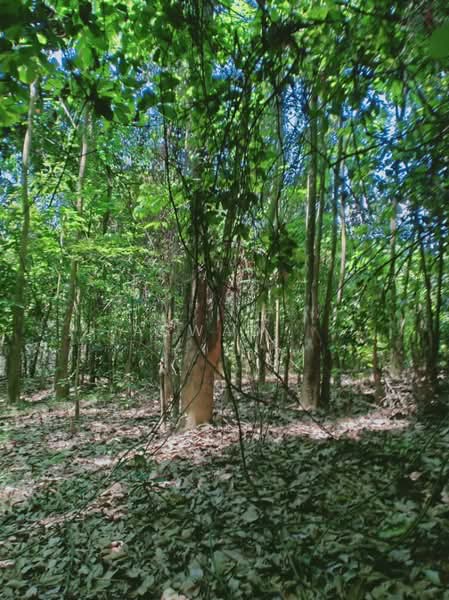 Residential Land for Sale in Sungai Merab (Dengkil) - Aswad . - Exterior - PropertyGuru.com.my