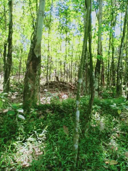 Residential Land for Sale in Sungai Merab (Dengkil) - Aswad . - Exterior - PropertyGuru.com.my