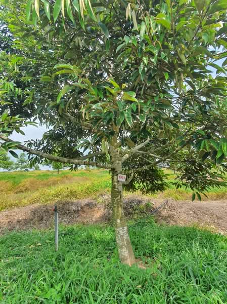 Jasin untuk Untuk Dijual - RM 72,000,000, Feb 2026 - Garden - PropertyGuru.com.my