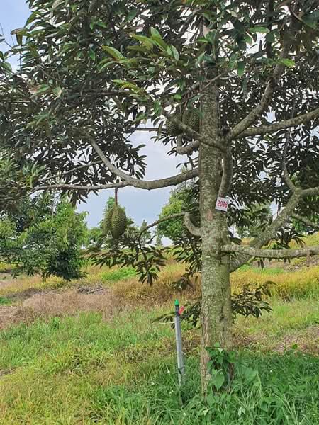 Jasin untuk Untuk Dijual - RM 72,000,000, Feb 2026 - Exterior - PropertyGuru.com.my