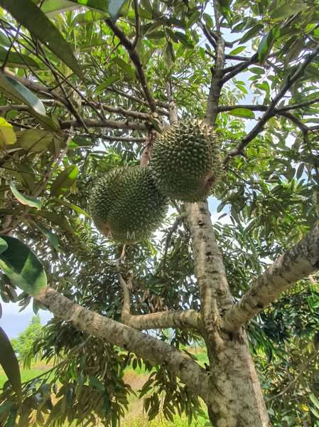 Jasin untuk Untuk Dijual - RM 72,000,000, Feb 2026 - PropertyGuru.com.my