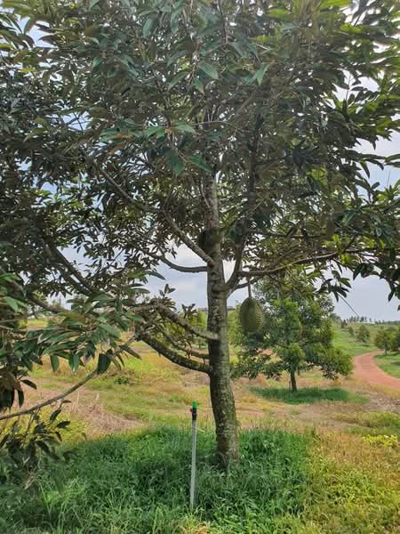 Jasin untuk Untuk Dijual - RM 72,000,000, Feb 2026 - Garden - PropertyGuru.com.my