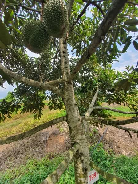 Jasin untuk Untuk Dijual - RM 72,000,000, Feb 2026 - PropertyGuru.com.my