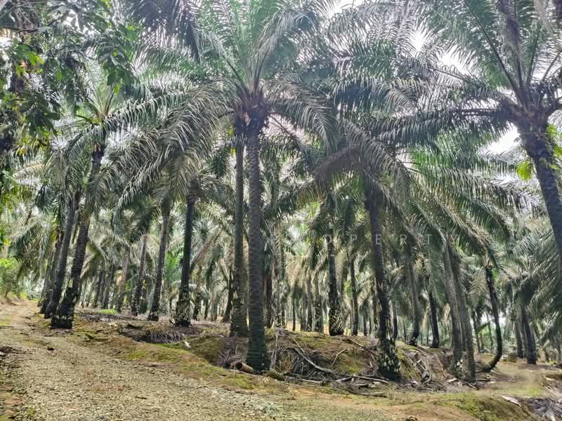 Agricultural Land for Sale in Kulai (Johor) - Yaoyao Property - Exterior - PropertyGuru.com.my